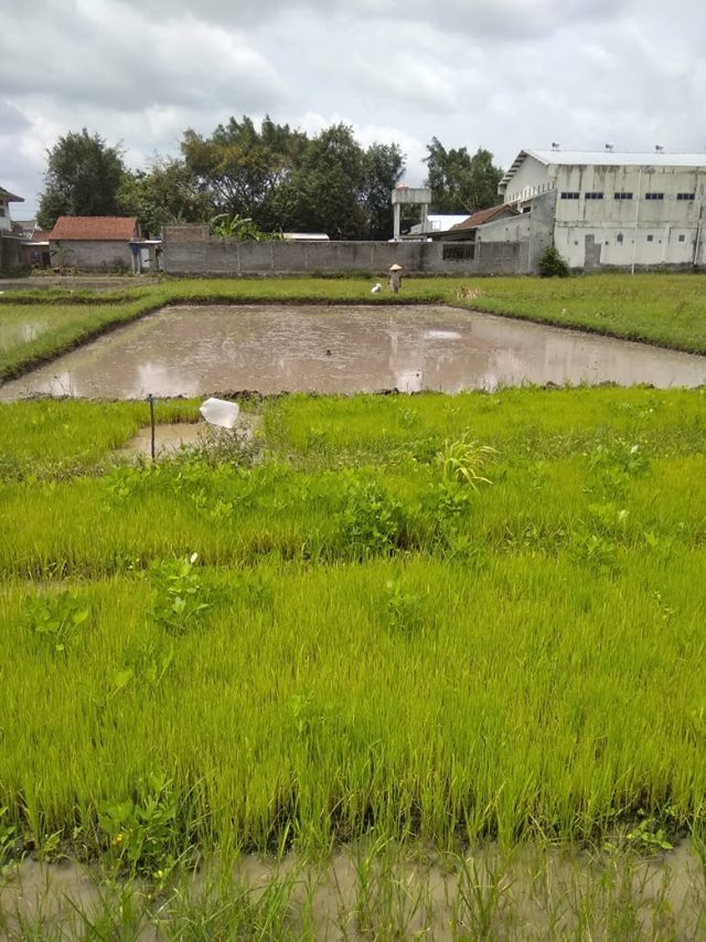 DIJUAL TANAH  BANTUL : SAWAH PLERET