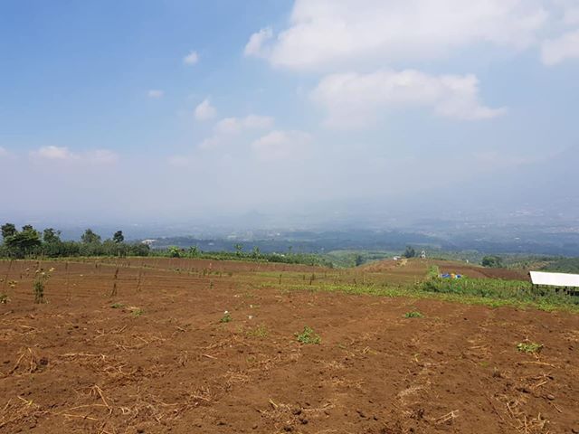DIJUAL TANAH  JAWA TIMUR  : PERKEBUNAN APEL