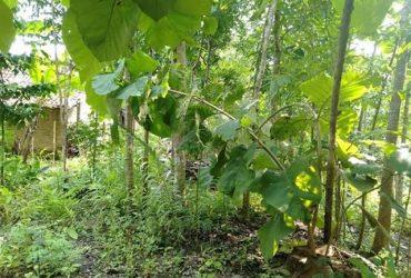DIJUAL TANAH  SLEMAN : TANAH BALECATUR