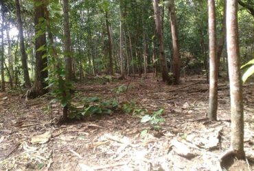 DIJUAL TANAH  BANTUL : TANAH TRIWIDADI