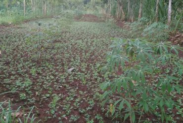 DIJUAL TANAH GUNUNGKIDUL : TANAH DI WONOSARI