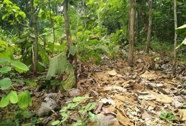 DIJUAL TANAH GUNUNGKIDUL : TANAH KARANGREJEK