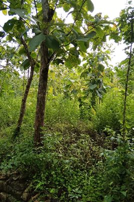 DIJUAL TANAH GUNUNGKIDUL : TANAH SIAP BANGUN