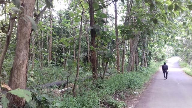 DIJUAL TANAH GUNUNGKIDUL : TANAH TEGALAN