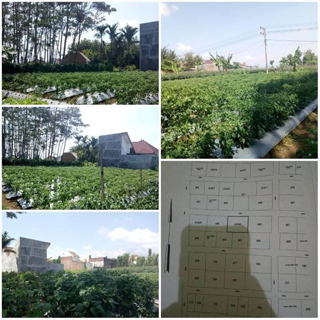 DIJUAL TANAH  JAWA TIMUR :TANAH KAVLING