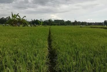 DIJUAL TANAH SLEMAN : SAWAH JAMBON