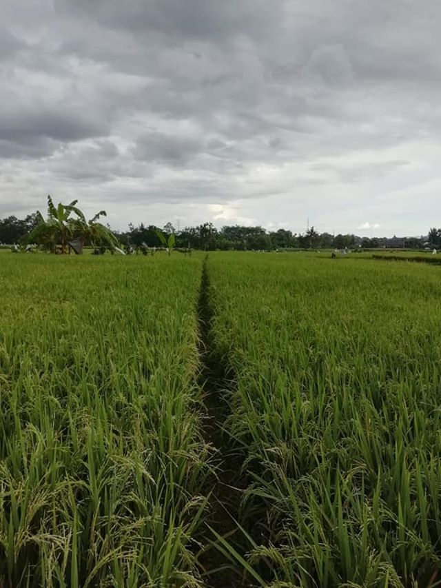 DIJUAL TANAH SLEMAN : SAWAH JAMBON