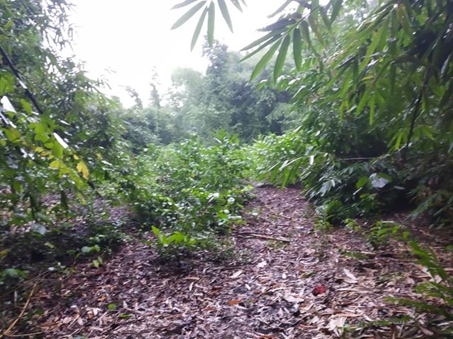DIJUAL TANAH SLEMAN : TANAH MURAH