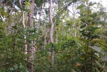 DIJUAL TANAH GUNUNGKIDUL : PEKARANGAN SEMANU