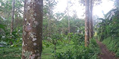 DIJUAL TANAH JAWA TIMUR : TANAH  JEMBER
