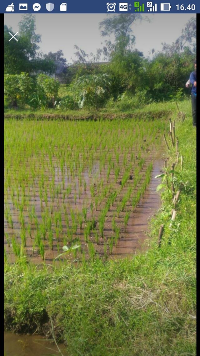 DIJUAL TANAH SLEMAN : TANAH KAVLING