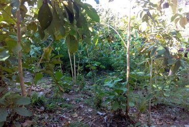 DIJUAL TANAH  BANTUL : TANAH SEDAYU