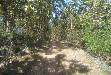 DIJUAL TANAH GUNUNGKIDUL : TANAH HARGOSARI