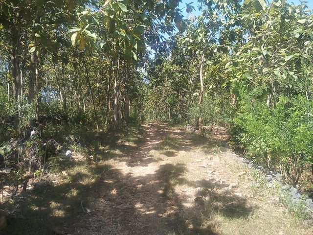 DIJUAL TANAH GUNUNGKIDUL : TANAH HARGOSARI