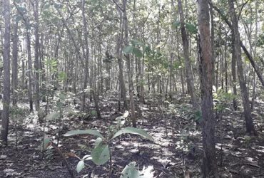 DIJUAL TANAH GUNUNGKIDUL : TANAH WONOSARI