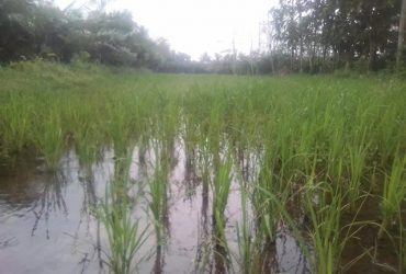 DIJUAL TANAH SLEMAN : SAWAH KEMBANGARUM