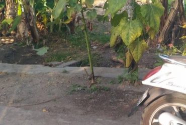 DIJUAL TANAH  BANTUL : TANAH TIMBULHARJO