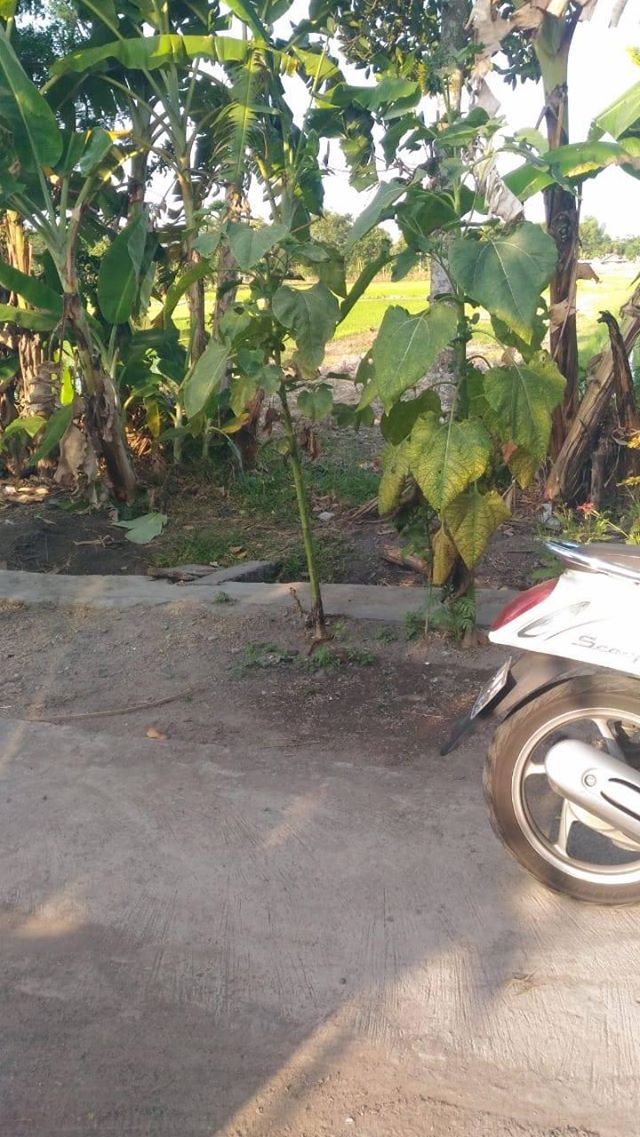 DIJUAL TANAH  BANTUL : TANAH TIMBULHARJO