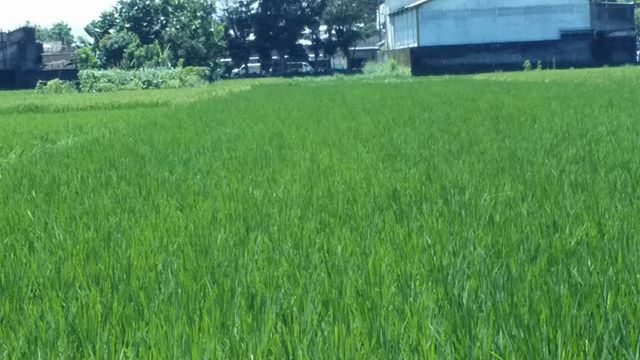 DIJUAL TANAH SLEMAN : SAWAH SALAKAN