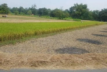 DIJUAL TANAH  BANTUL : SAWAH STRATEGIS