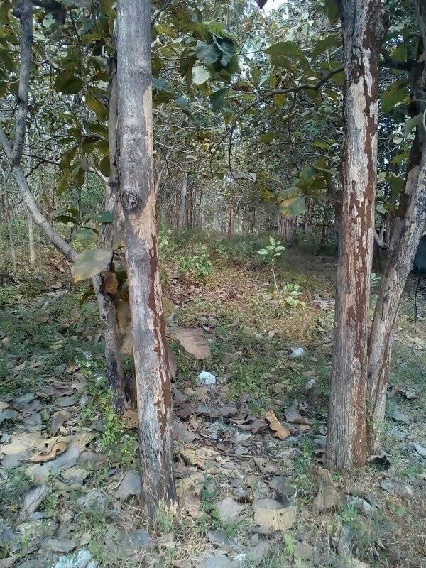 DIJUAL TANAH GUNUNGKIDUL : TANAH PONJONG