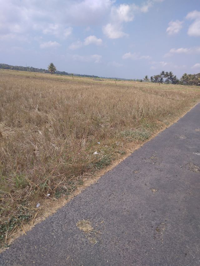 DIJUAL TANAH KULONPROGO : SAWAH DIJUAL
