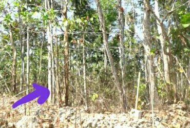 DIJUAL TANAH GUNUNGKIDUL : TANAH WONOSARI