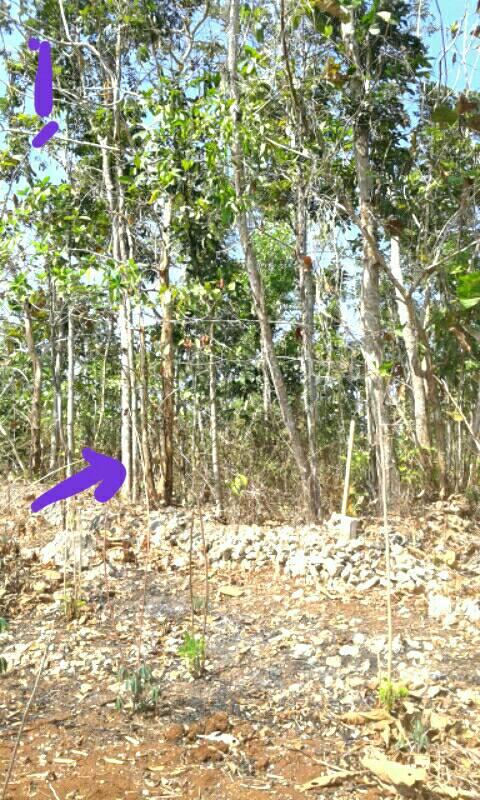 DIJUAL TANAH GUNUNGKIDUL : TANAH WONOSARI