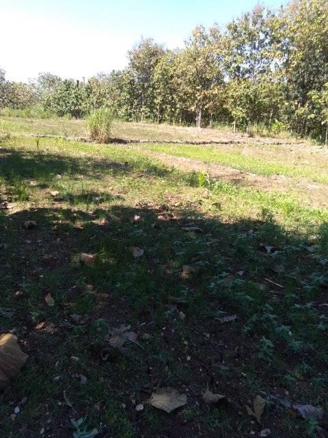 DIJUAL TANAH GUNUNGKIDUL : TANAH SIRAMAN