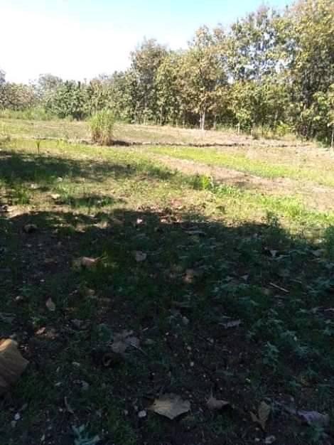 DIJUAL TANAH GUNUNGKIDUL : TANAH SIRAMAN