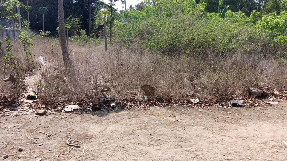 DIJUAL TANAH KULONPROGO : TANAH BROSOT