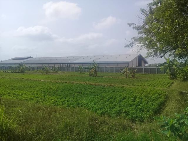 DIJUAL TANAH SLEMAN : TANAH  PLUMBON