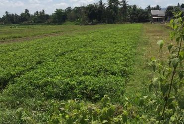 DISEWAKAN TANAH BANTUL : TANAH CANDEN