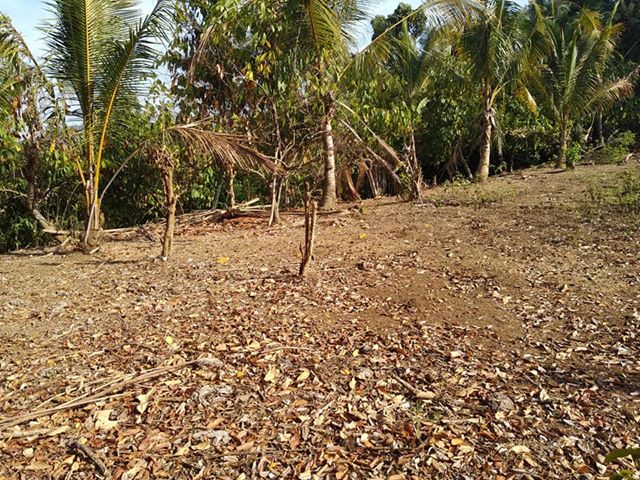 DIJUAL TANAH BALI : TANAH TABANAN