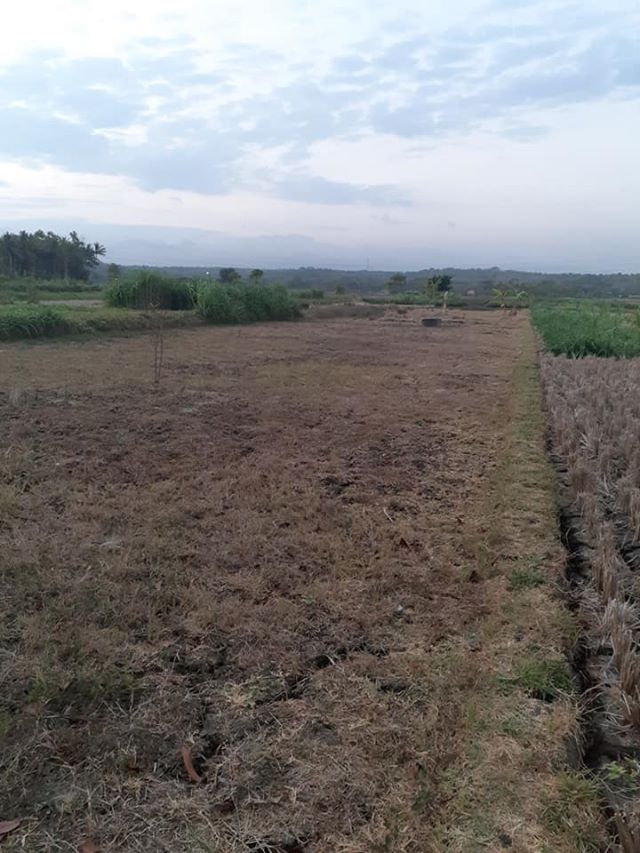 DIJUAL TANAH KULONPROGO : SAWAH MURAH